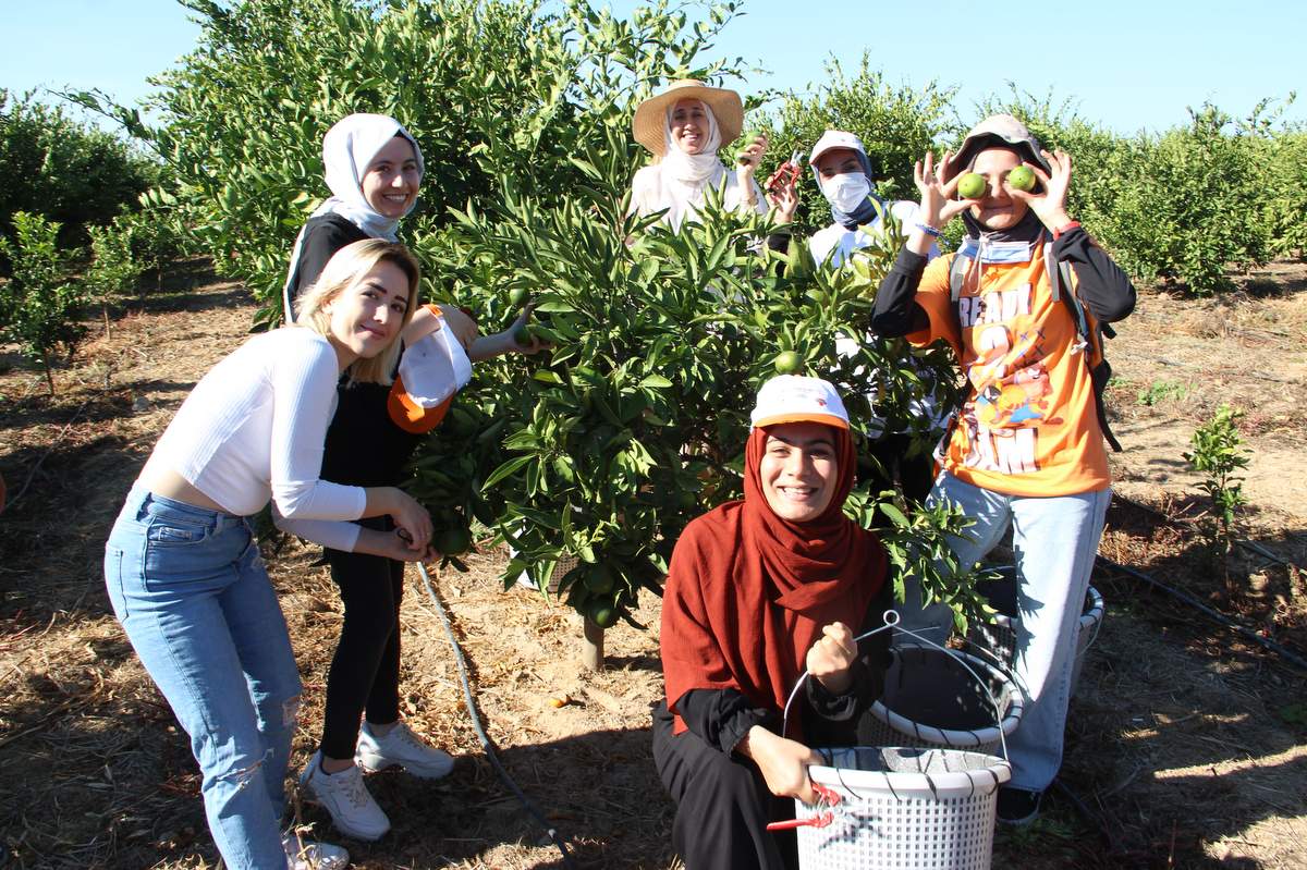 Mandalinalar ihtiyaç sahipleri için hasat edildi