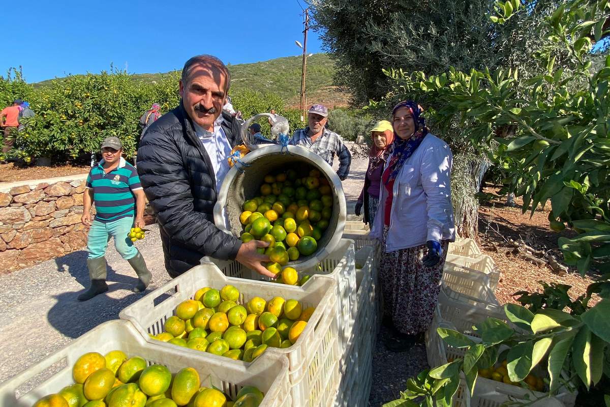 Mandalina ihracatında hedef 500 milyon dolar 