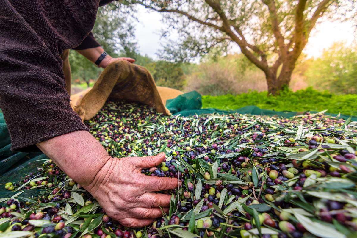 Sofralık zeytin ihracatı 100 bin tona koşuyor