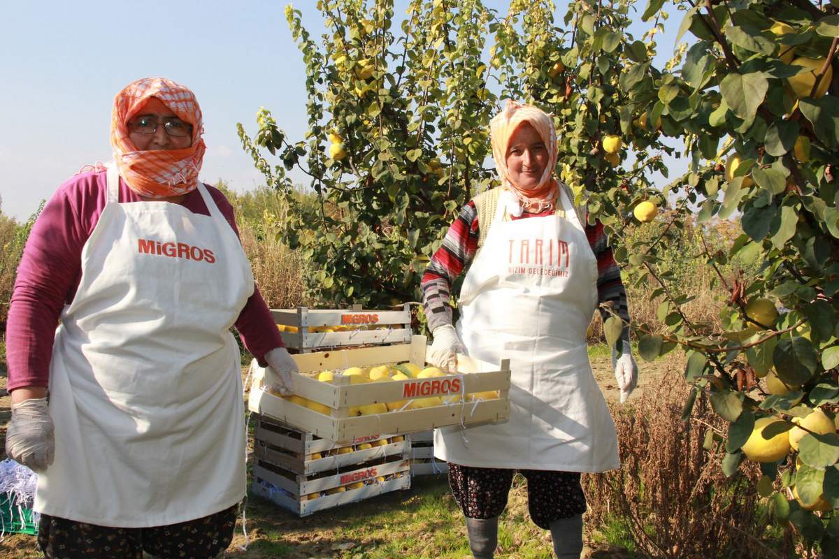 Migros kooperatiflerden toplam 1000 ton ayva ve kivi alımı yaptı