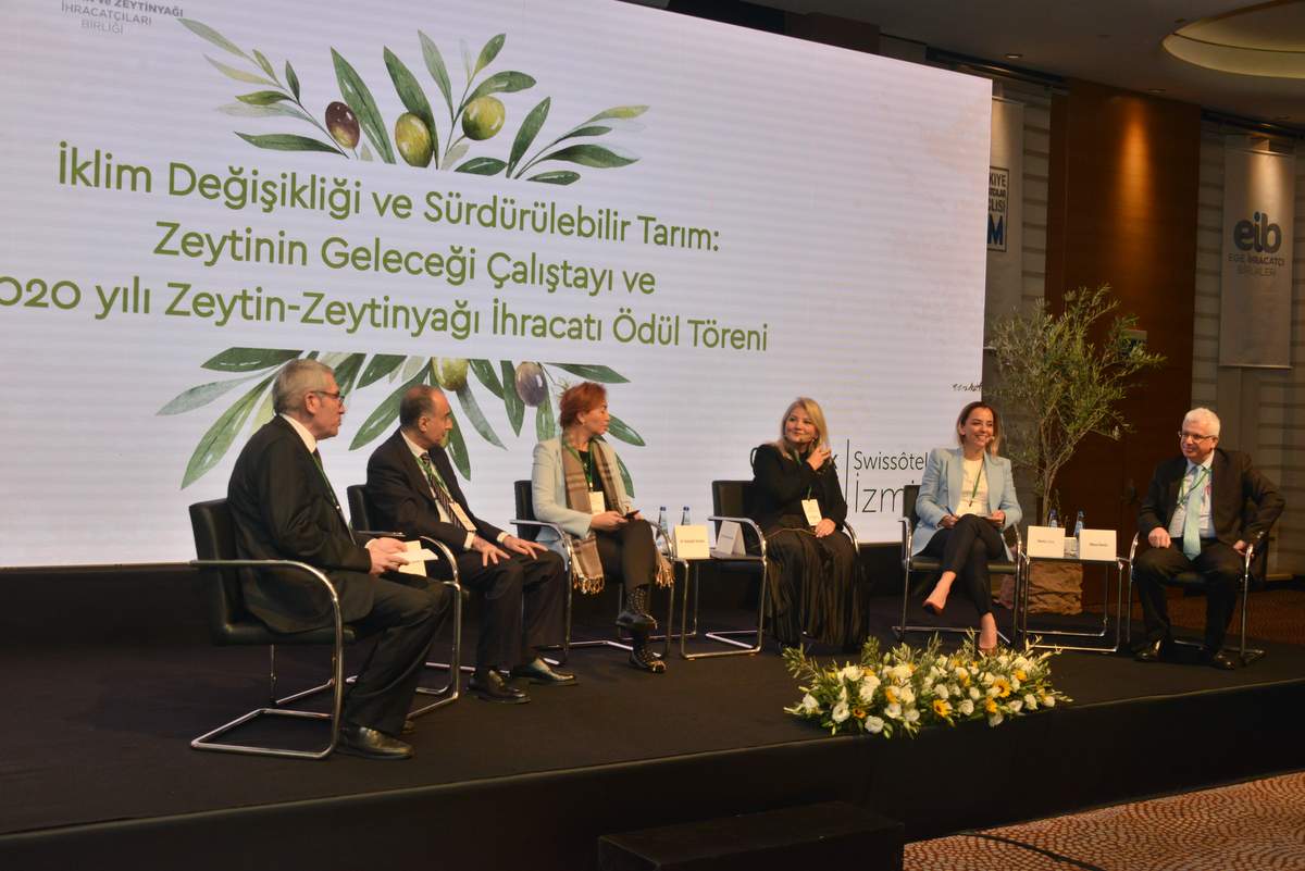 193 milyon zeytin ağacıyla dünya ikincisi olduk ancak verimlilikte gerideyiz