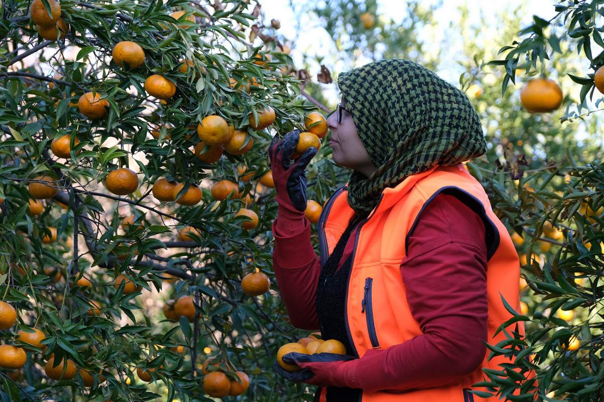 Bodrum mandalinasını Türkiye'nin dört bir yanına ulaştıracak