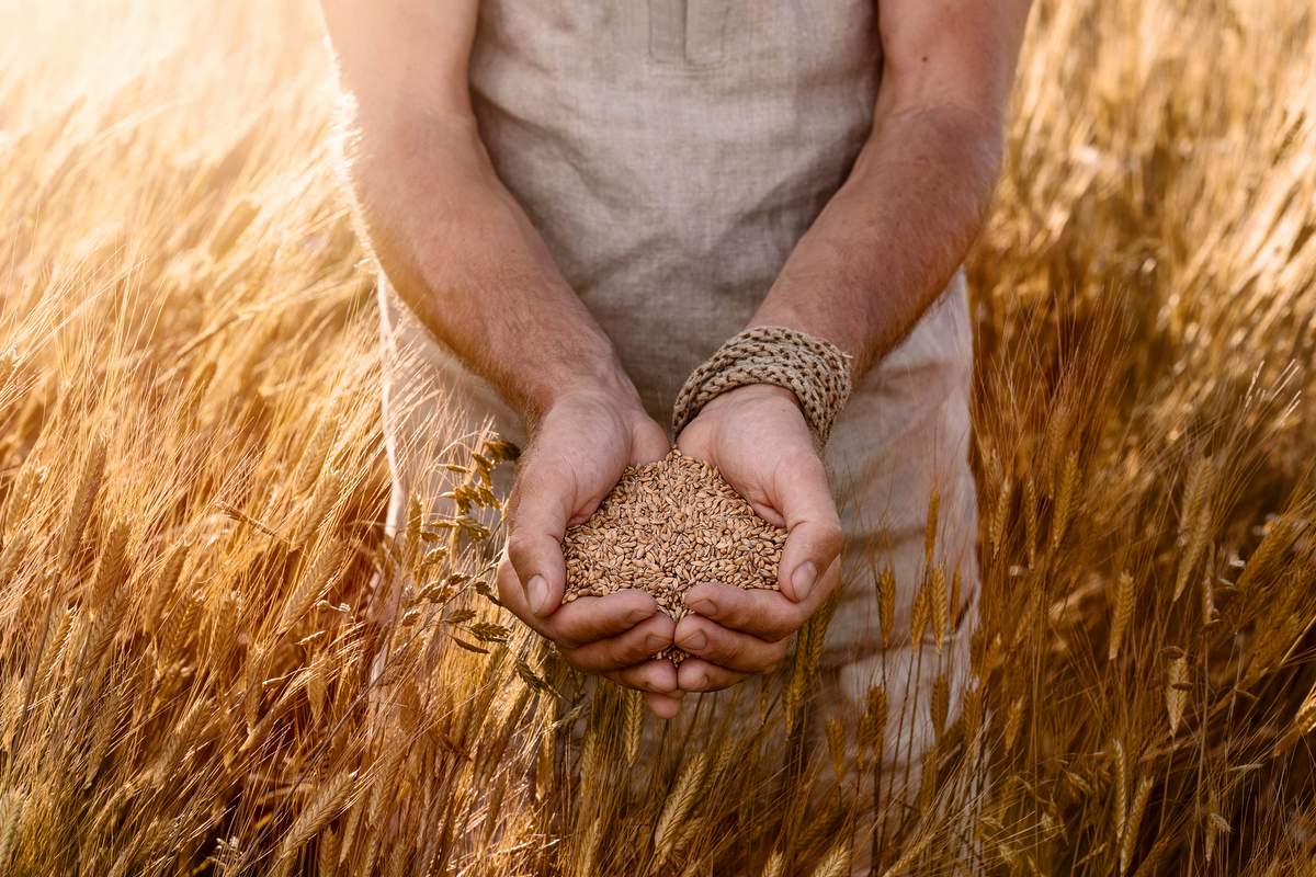 Tohum ve tahıl işleyicileri ayıklama teknolojisiyle kazanıyor