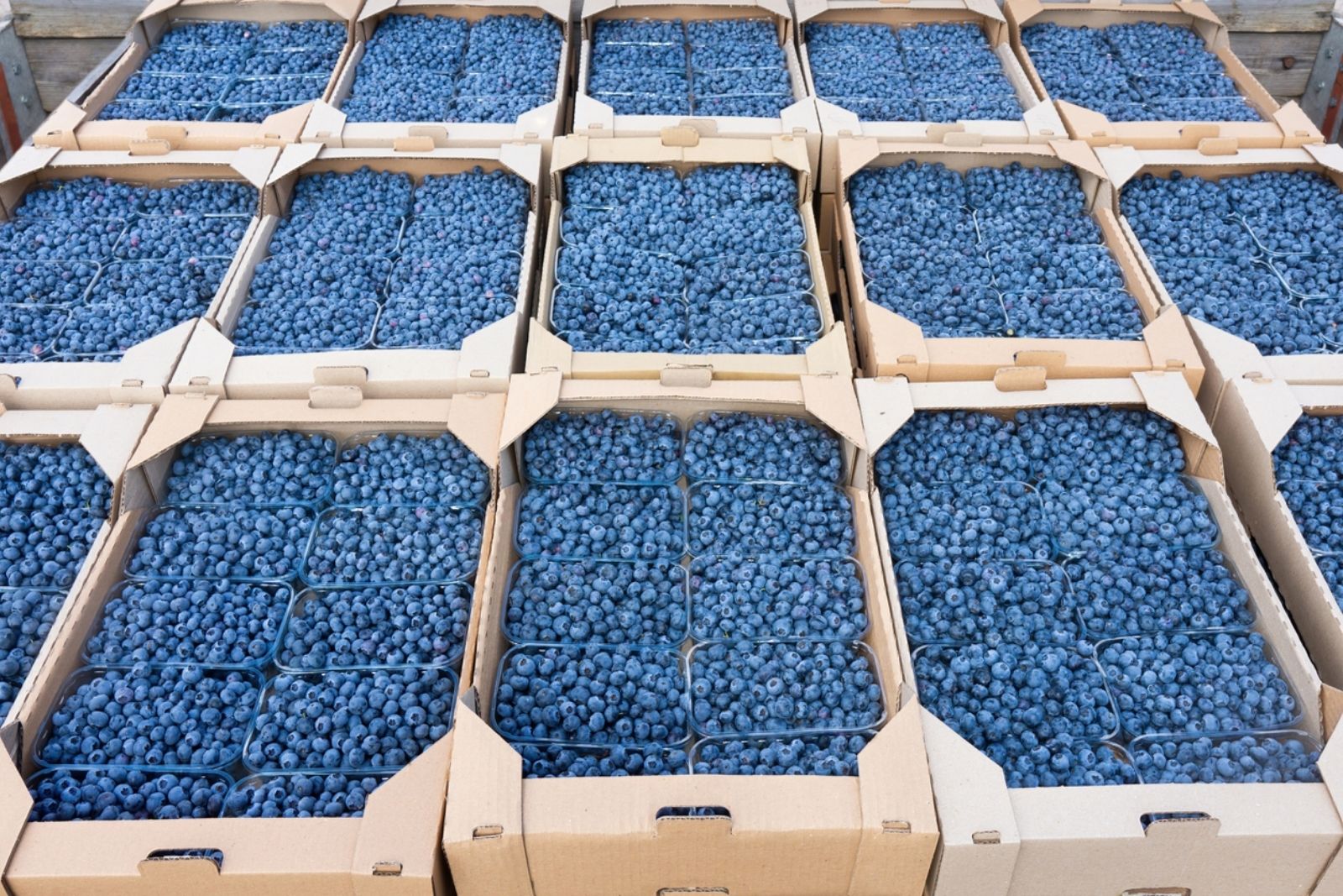 Kütahya'da, Hollanda modeliyle blueberry üretilecek