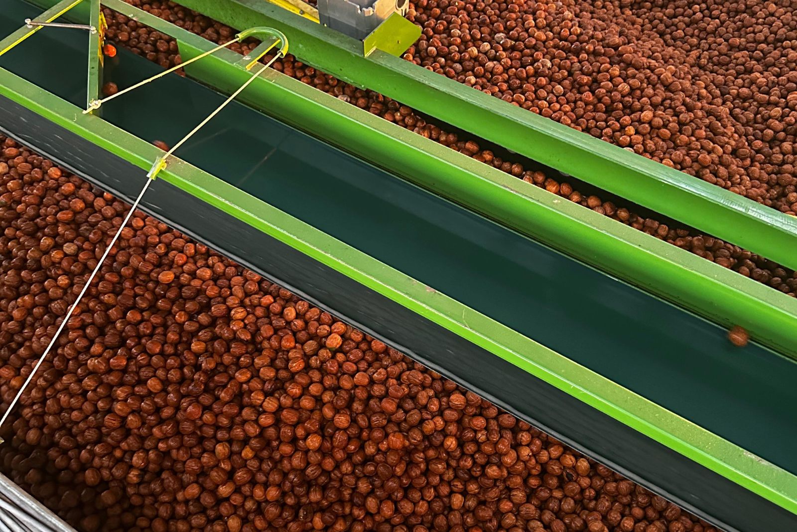 ABD’den ceviz ithalatında vergi kalktı, yerli üreticilerin rekabet kozu ise “kalite” oldu!