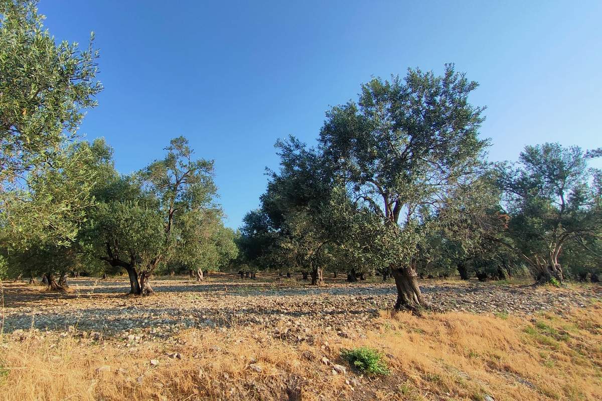 Ayvalık’taki zeytin ağaçlarını NFT haline getiriyor