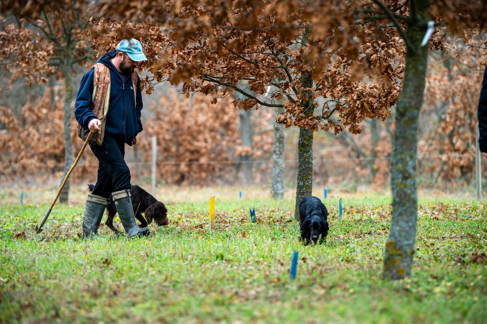 Arcadia Bağları’nda kış trüfü sezonu başladı