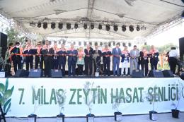 7. Milas Zeytin Hasat Şenliği start verdi