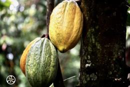 Barry Callebaut “Chocolate” ilerleme raporunun sonuçlarını açıkladı