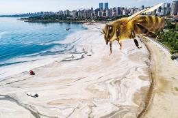 Müsilaja neden olan atıklar arıları da etkileyecek!